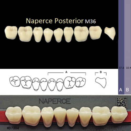 Зубы NAPERCE Posterior, цвет A1, фасон М36 акриловые двухслойные, 8 шт.