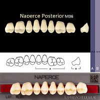 Зубы NAPERCE Posterior, цвет C1, фасон М36 акриловые двухслойные, 8 шт.