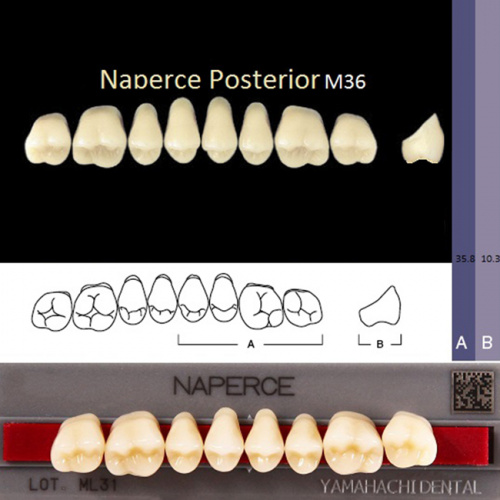 Зубы NAPERCE Posterior, цвет C1, фасон М36 акриловые двухслойные, 8 шт.