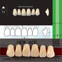 Зубы NEW ACE Anterior, цвет C4, фасон T2 акриловые двухслойные, 6 шт.