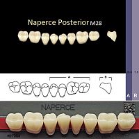 Зубы NAPERCE Posterior, цвет D2, фасон М28 акриловые двухслойные, 8 шт.