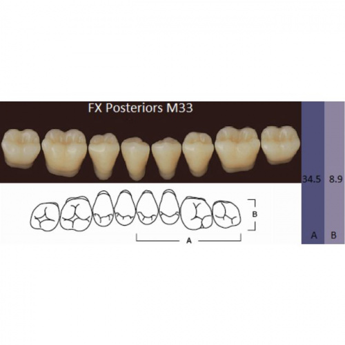 FX Posteriors - Зубы акриловые двухслойные, боковые нижние, цвет B2, фасон М33, 8 шт
