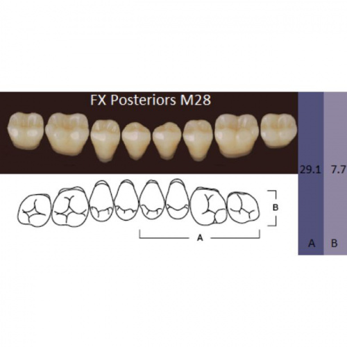 FX Posteriors - Зубы акриловые двухслойные, боковые нижние, цвет B1, фасон М28, 8 шт