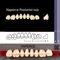 Зубы NAPERCE Posterior, цвет B4, фасон М28 акриловые двухслойные, 8 шт.